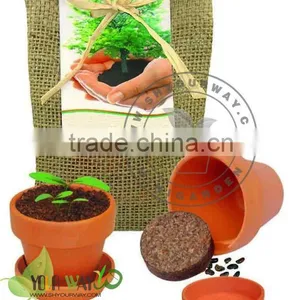 Mini Garden,Little Garden.Mini Plant thumbnail-1