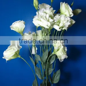 Wide Varieties New Coming Beautiful Hybrid Eustoma Grandiflorum thumbnail-1