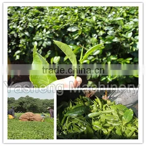 High Quality Tea Leaf Harvesting Machine for Sale thumbnail-1