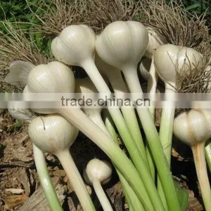 New Crops Fresh Garlic 4.5cm-6.0cm thumbnail-1