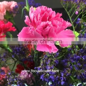 Fresh Cut Flower Buyer Purple Carnation Flower Arrangement From Kunming Superbly Carnation Flowers thumbnail-1