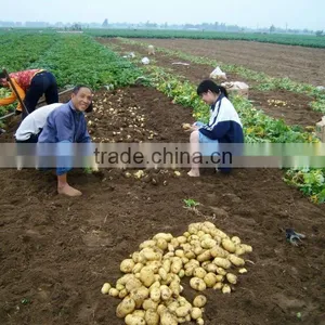 Whole Sale Big Quantity Fresh Yellow Potato (chinese) thumbnail-3