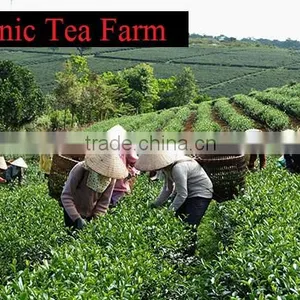 Vietnamese Best Healthy Green Tea SP2 thumbnail-4