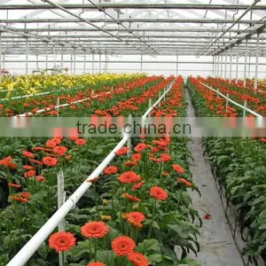 Fresh Cut Flowers Available... thumbnail-3