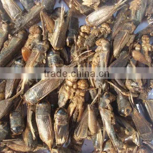 Cricket in Dry thumbnail-1
