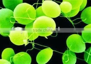 Manufacturer Supply 100% Natural Organic Chlorella Powder/Tablet thumbnail-2