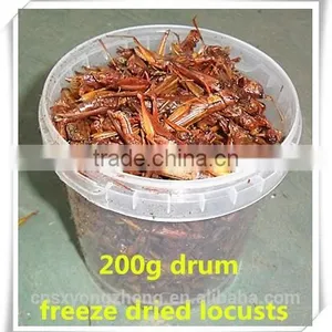 Retail Drum(100g/200g/400g/800g) Dried Locusts Of Wild Bird ;Freeze Dried Locusts For Wild Bird thumbnail-4