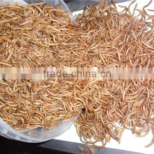 Chicken Farm Feed High Protein Mealworms thumbnail-5