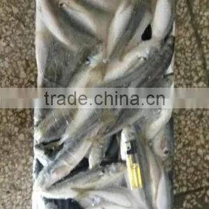 Frozen Horse Mackerel Fish thumbnail-4
