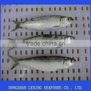 High Quality Frozen Sardine Fish thumbnail-2