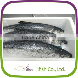 Atlantic Salmon thumbnail-1