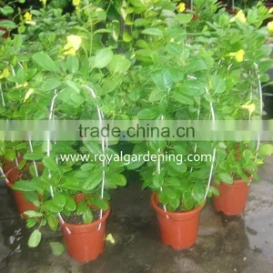 Allamanda Cathartica thumbnail-2