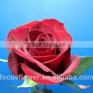 on Line Shopping Fresh From Kenya Rose Flower Anthurium for Banquets thumbnail-6