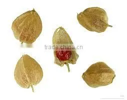 WITHANIA SOMNIFERA thumbnail-1
