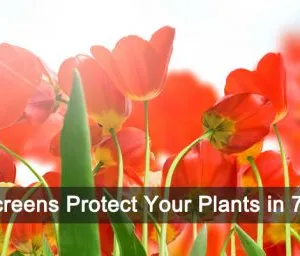 Hebei Lauren Agriculture Technology Co., Ltd company overview - view 3 thumbnail