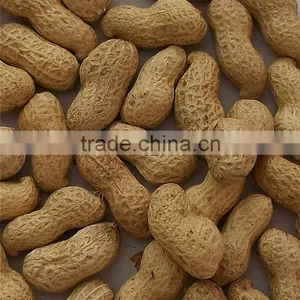 Roasted Peanut Inshell thumbnail-1