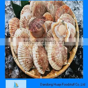 Supply Scallop Price of Frozen Half Shell Scallop thumbnail-1
