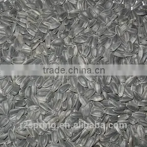 SUNFLOWER SEED ,SUNFLOWER SEED KERNLES thumbnail-2