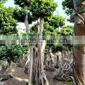 Woody Large Indoor Plants for Sale thumbnail-2