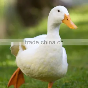 Duck Slaughter House Mobile Poultry Slaughterhouse Poultry Slaughter Equipment Farm Machinery Chicken Duck Bird thumbnail-1