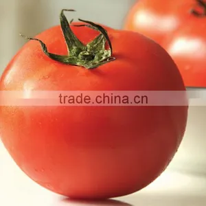 Instant Tomato Powder Hot Selling thumbnail-2