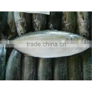 High Quality Ice Fish Indian Mackerel Origin thumbnail-1