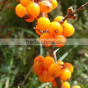 Certificated Seabuckthorn Berry Oil thumbnail-4