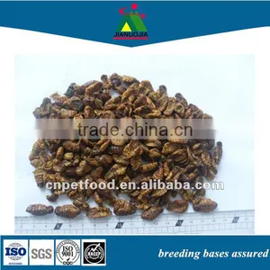 Packets Food Lizard Dried Silkworm Chow thumbnail-1