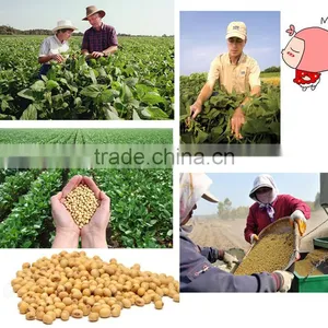 Neweek Agricultural 300-400kg/h Dry Way Soybean Skin Peeling Machine thumbnail-4