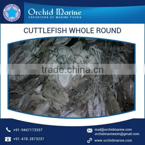 Hygienically Packed Cuttlefish Whole Round With No Added Preservatives thumbnail-5