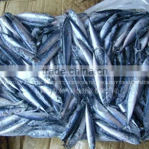 Atlantic Mackerel for Sale thumbnail-1