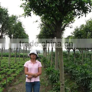 Ficus Nitida Landscaping Trees for Outdoor thumbnail-1