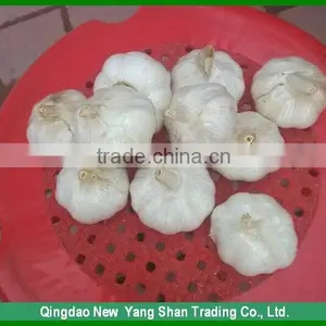 GARLIC!FRESH GARLIC!Good Faith the Seller thumbnail-2
