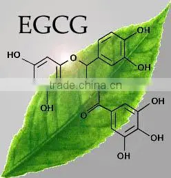Quality Green Tea To Your Health thumbnail-2