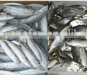 Land Frozen Small Size Horse Mackerel or Sacd thumbnail-6