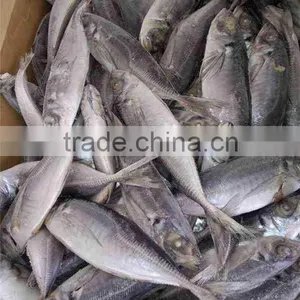 4-6 Pcs per kg 20cm up Horse Mackerel thumbnail-2