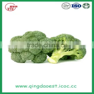 High Quality Chinese Fresh Broccoli thumbnail-1