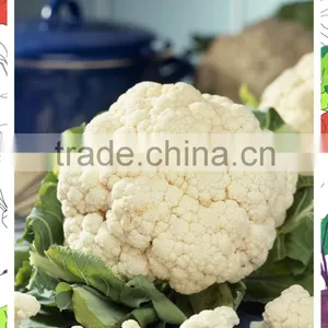Organic Green Vegetables Fresh Cauliflower From China thumbnail-5