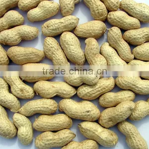 Good Peanut Kernel 24/28 Blanched Peanuts 25/29 //peanuts 40/50 thumbnail-4