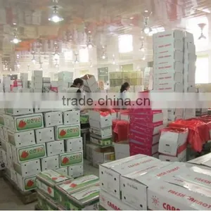 Chines Bulk Fresh Carrots Fresh Carrot Price thumbnail-4