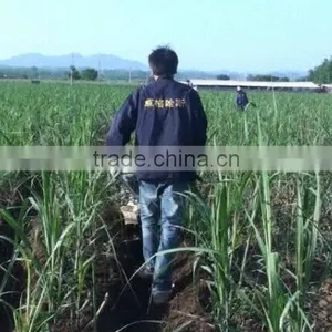 Modern Gear Transmission Sugarcane Agriculture Machine Tillage Weeding Machine thumbnail-2