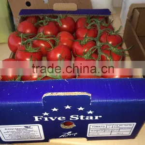 Red Tomato thumbnail-6