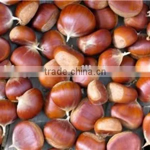 High Quality Fresh Chestnuts for Sale thumbnail-4