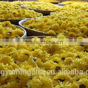 Chinese Medicine Herbs Herbal Green Tea in Chinese Chrysanthemum Tea thumbnail-6