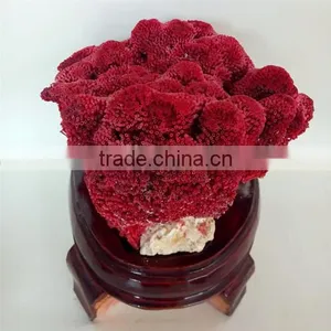2015 Best Sale Coral Fossil for Home Decoration thumbnail-1