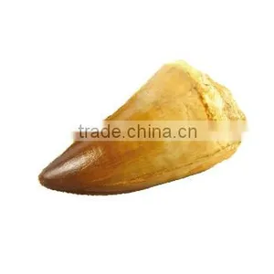 Fossil Specimens, Mosasaur Tooth thumbnail-1