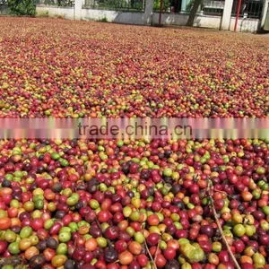ROBUSTA COFFEE HIGH QUALITY thumbnail-4