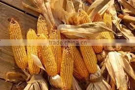 Yellow Corn Grade 2 & 3 thumbnail-1