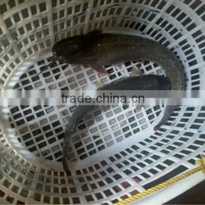 Big Fish + Frozen Catfish thumbnail-1