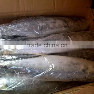 West African Spanish Mackerel thumbnail-1